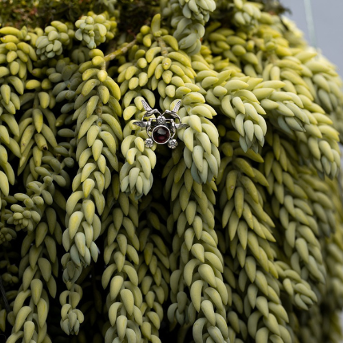 Anillo Cuatro Picaflores Bisel