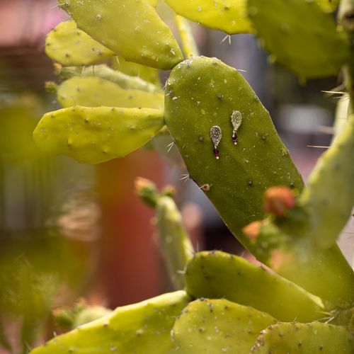 Nopal penca earrings ch.