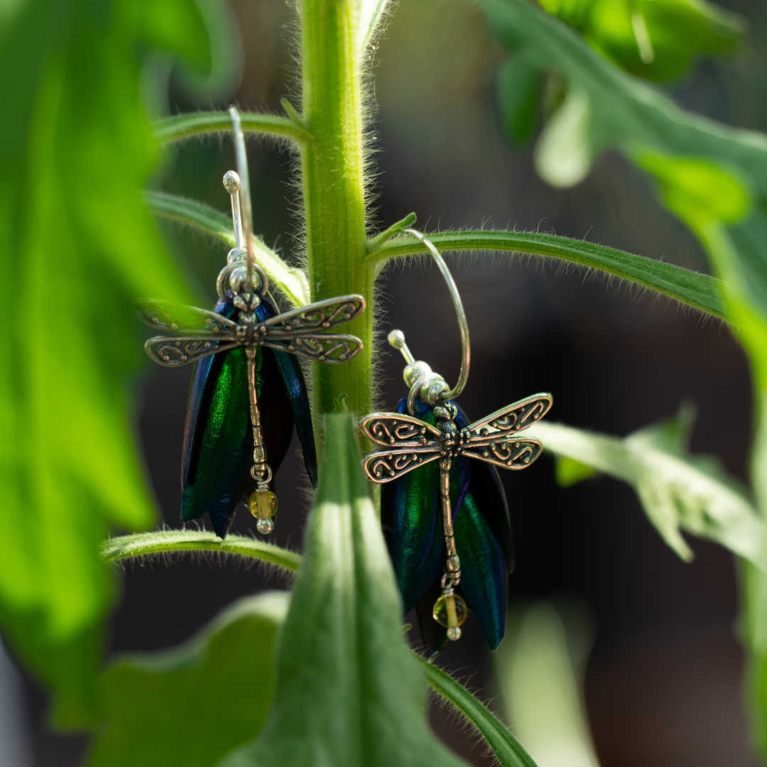 Aretes libélula que resurge