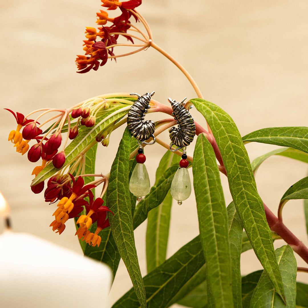 Aretes oruga en posición de hacerse capullo de mariposa monarca.